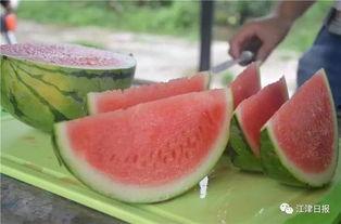 免费吃瓜官网,揭秘网络娱乐新潮流，畅享无界限的趣味盛宴